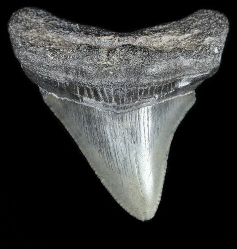 Juvenile Megalodon Tooth - South Carolina #54172